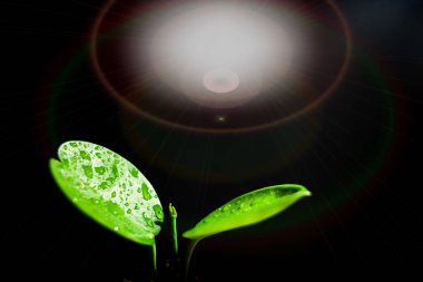 Açık yeşil yaprakların yakın plan çekimi ve siyah arkaplan.