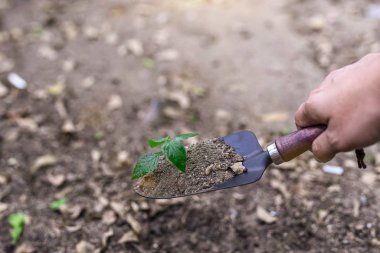 Photos of a spoon handle to dig the soil with a small green tree