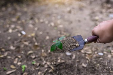 Photos of a spoon handle to dig the soil with a small green tree