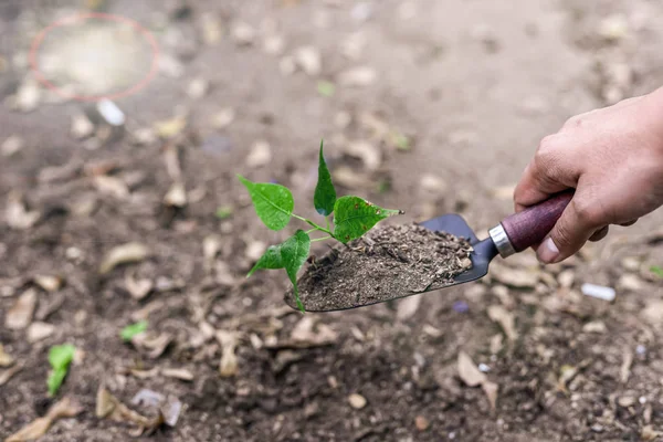 stock image Photos of a spoon handle to dig the soil with a small green tree