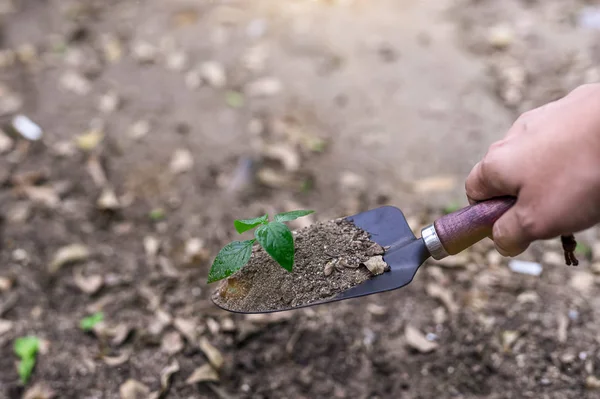 Photos of a spoon handle to dig the soil with a small green tree