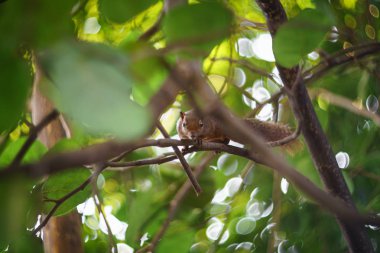 Kahverengi sincap yeşil ağaçta koşar.