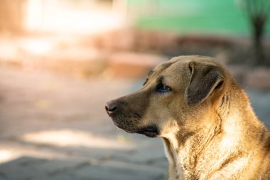 Kahverengi bir köpeğin bir şeye bakması..