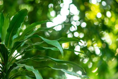 Güneş ışığından gelen soyut bokeh yeşil yapraklara çarpar.