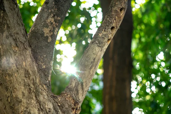 Абстрактний боке з сонячного світла потрапляє в зелене листя — стокове фото