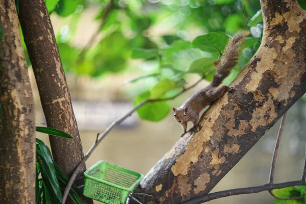 Bruine eekhoorn loopt op een groene boom. — Stockfoto