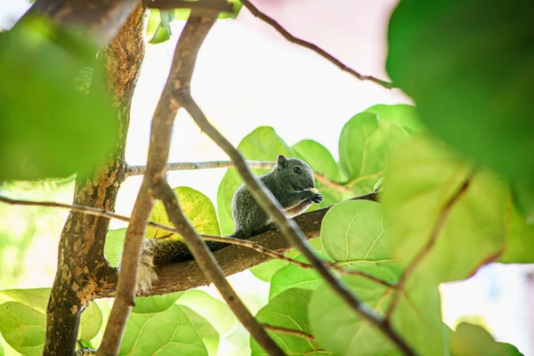 Esquilo marrom corre em uma árvore verde . — Fotografia de Stock