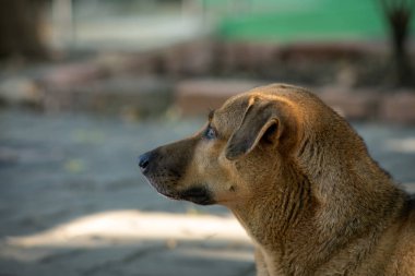 Kahverengi bir köpeğin bir şeye bakması..