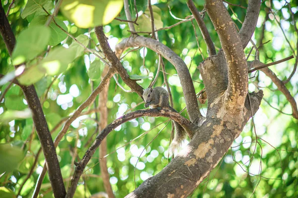 Braunes Eichhörnchen läuft auf einen grünen Baum. — Stockfoto