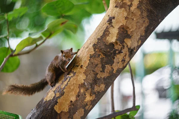 Ardilla marrón corre sobre un árbol verde . — Foto de Stock