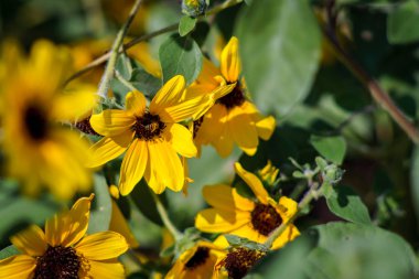 Arı ile sarı bir çiçeğin yakın çekimi.