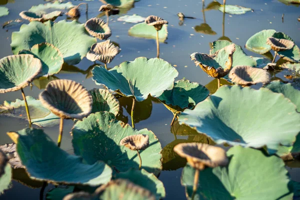 Daun teratai hijau di sungai — Stok Foto