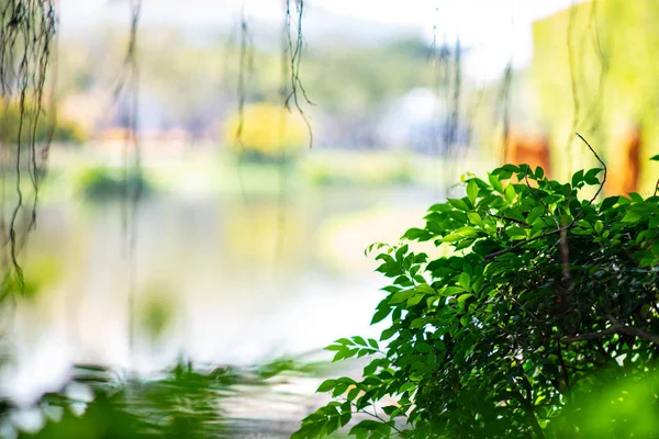 Gambar pohon hijau dengan latar belakang sungai Bokeh — Stok Foto