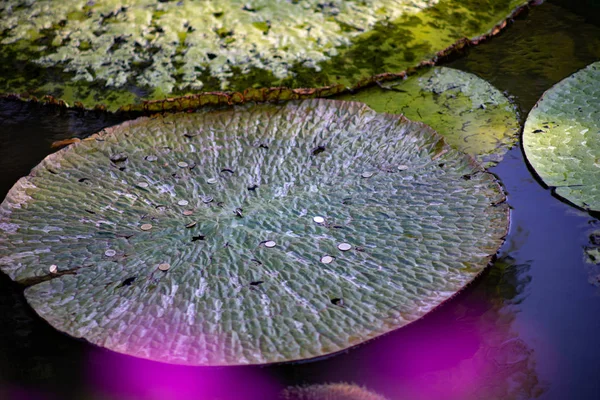 Feuille de lotus vert dans la rivière — Photo