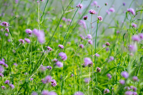 Picture of purple flowers by the river — Stock Photo, Image