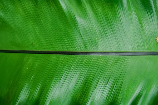 Eine Nahaufnahme der großen grünen Blätter — Stockfoto