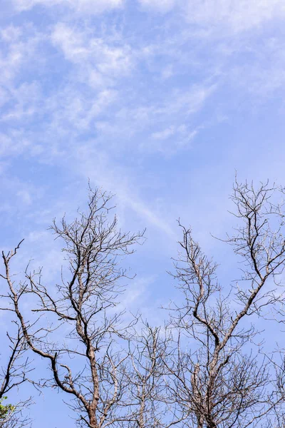 Образ блакитного неба з сухою дерев'яною ногою — стокове фото