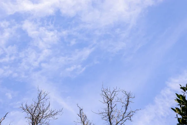 L'immagine di un cielo blu con una gamba di legno asciutto — Foto Stock