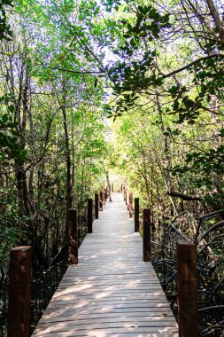 Güzel bir mangrovdaki ahşap bir köprünün arka plan görüntüsü. 