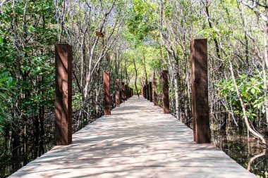 Güzel bir mangrovdaki ahşap bir köprünün arka plan görüntüsü. 