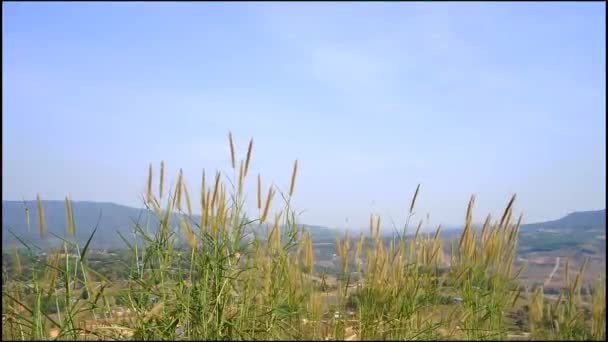 Imágenes Viento Natural Soplando Hierba Montañas Fondo Con Cielo — Vídeos de Stock