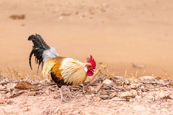 The pictures of colorful chickens are feeding on insects