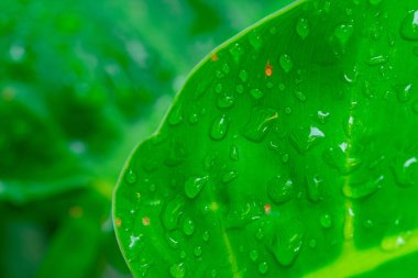 Yeşil yaprakların üzerindeki su damlacıklarını yakından çek.