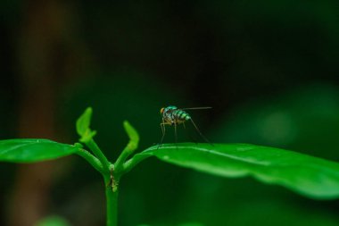 Yeşil yapraklı sineklere yakın çekim