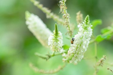 Beyaz çiçekli ve küçük arılı bir ağacın en üstteki fotoğrafı.