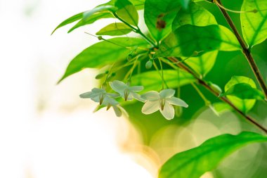 Günbatımı ışığıyla beyaz çiçek fotoğrafları.