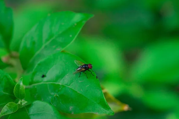 Närbild Flugor Gröna Blad — Stockfoto