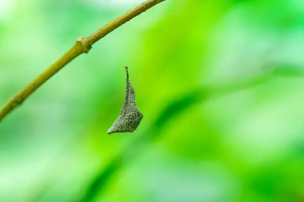 用蜘蛛网和绿色软木制作干树叶的自然图像 — 图库照片