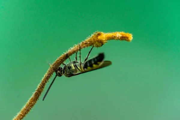 Nahaufnahme Eines Kleinen Insekts Auf Der Baumkrone Und Einem Grünen — Stockfoto