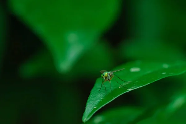 Close Flies Green Leaves — Stock Photo, Image