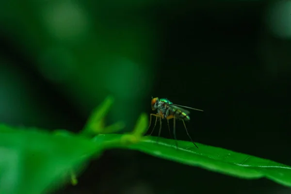 Close Flies Green Leaves — Stock Photo, Image