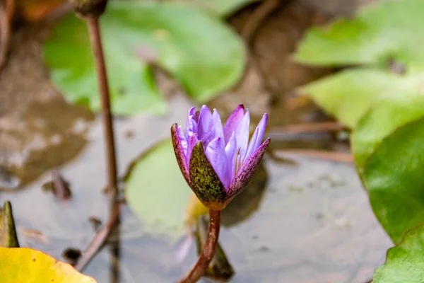 Citra Bunga Teratai Kolam Dan Alam Yang Indah — Stok Foto