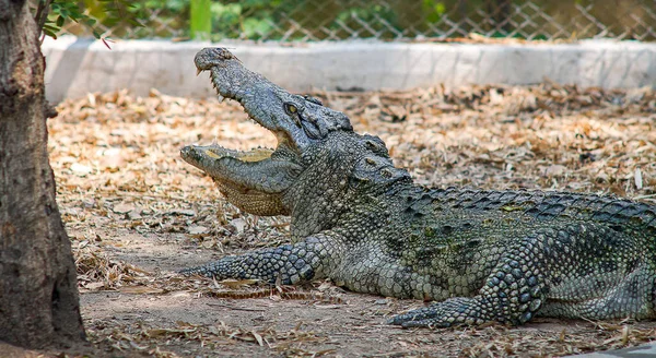 Photo Crocodile Wildlife Opening Its Mouth Looks Terrifying — Stock Photo, Image