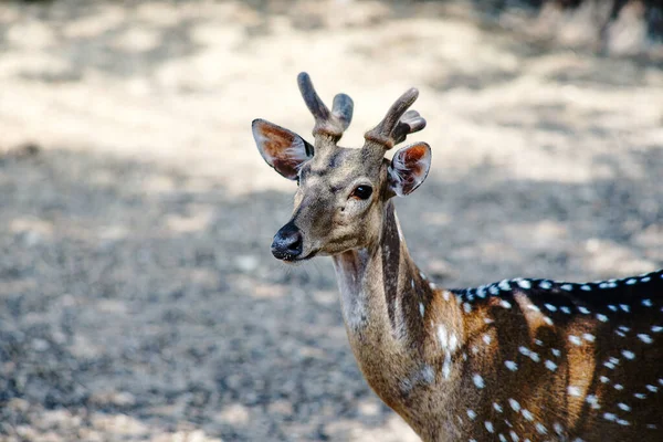 Photos of wild deer animals that are looking at something.