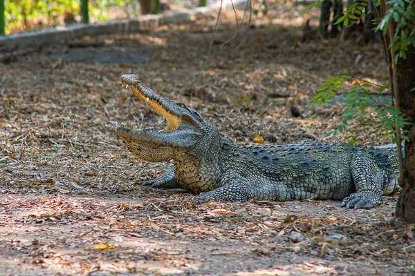 Foto Una Fauna Selvatica Coccodrillo Che Sta Aprendo Bocca Sembra — Foto Stock