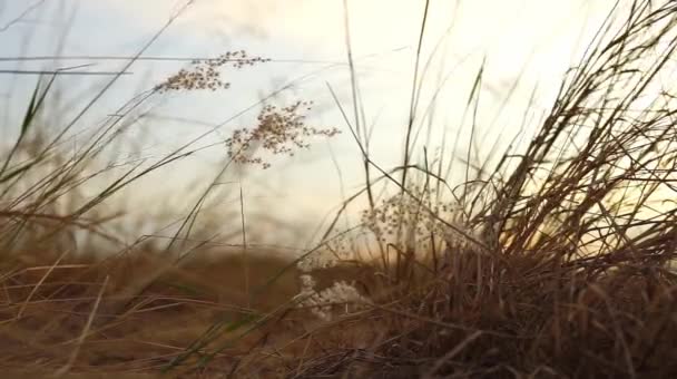 ปภาพของต นหญ าธรรมชาต ลมส นหล งแสงอาท — วีดีโอสต็อก