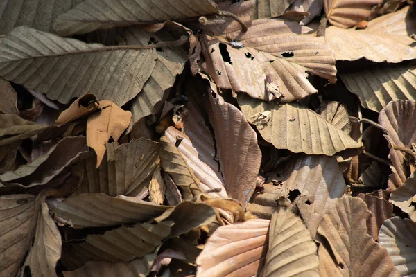 天然森林中一堆堆干叶的特写 — 图库照片