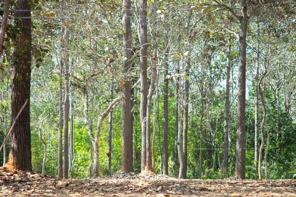 Fotos Troncos Árvores Altas Florestas Que São Abundantes Natureza — Fotografia de Stock