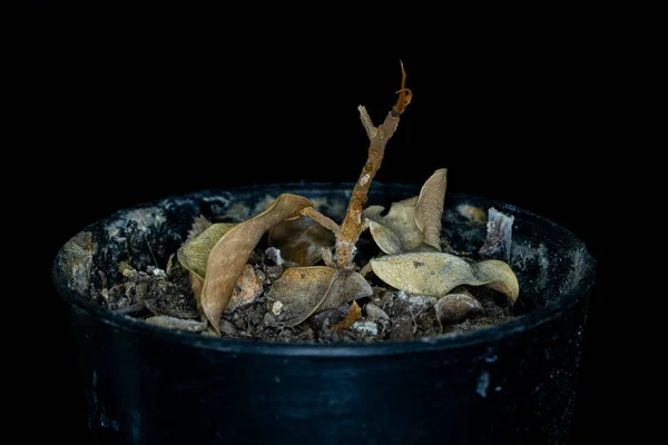 Detailní Záběr Mrtvých Stromů Květináčích Černém Pozadí — Stock fotografie
