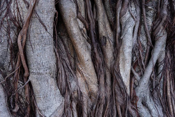 Fotos Von Der Oberfläche Des Stammes Eines Großen Baumes Mit — Stockfoto