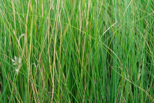 Photo of the texture of green grass in nature