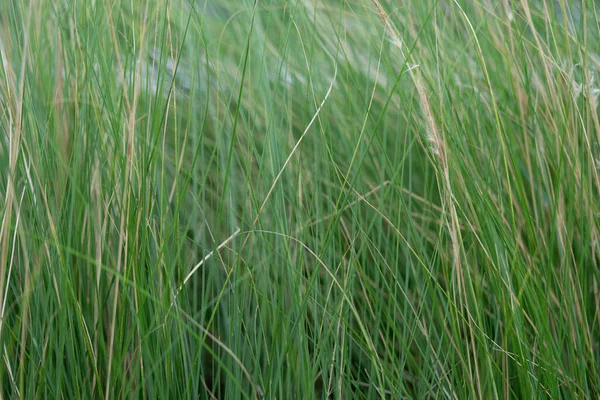 Foto Der Textur Von Grünem Gras Der Natur — Stockfoto