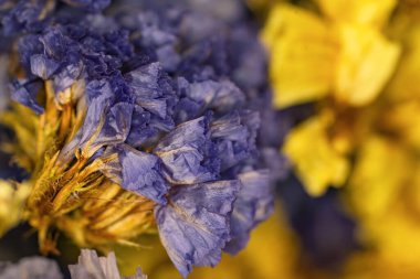 Sarı ve mor kurumuş çiçeklerin yakın plan fotoğrafları.
