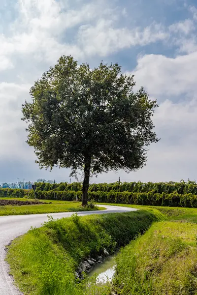 Дерево Сельской Змеиной Дороге Идущей Вдоль Возделываемых Полей Виноградников — стоковое фото
