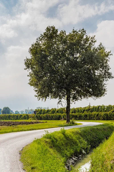 Árbol País Serpentina Carretera Que Corre Largo Campos Cultivados Viñedos — Foto de Stock