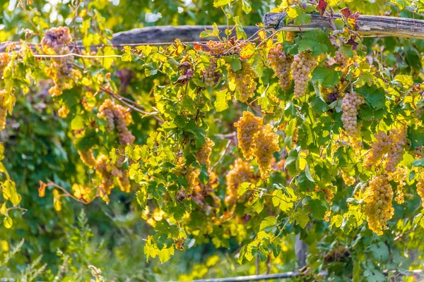 Uvas Brancas Uma Vinha Outono — Fotografia de Stock